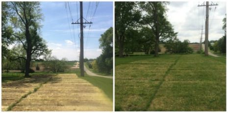 electrical-pole-with-grass