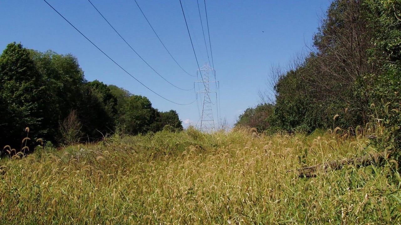 an uncleared right-of-way with power transmission lines